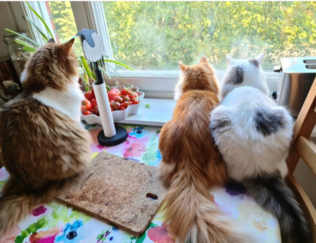 Sibirisk katt ValinaXanthusMars